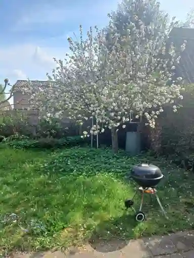m2 Zimmer zur Miete für 600€/Monat in Robert Kochlaan, Bennekom